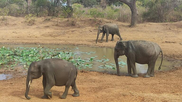 Elefanten an einem Wasserloch im sri-lankischen Nationalpark Yala. Elefanten an einem Wasserloch im sri-lankischen Nationalpark Yala.