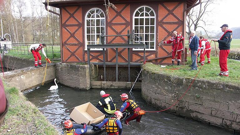 Ungewöhnlicher Einsatz für die Bad Kissinger Wasserwacht: Am 2. April holten die Schwimmer, zusammen mit Michael Wolf von der Bad Kissinger Feuerwehr, zwei Schwäne aus dem Zulauf zur historischen Pumpanlage an der Unteren Saline.