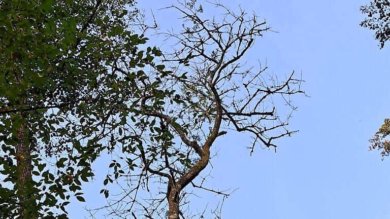 Die Krone einer vom Eschentriebsterben befallenen Esche. Für den Baum ist jede Rettung zu spät. - Die Krone einer vom Eschentriebsterben befallenen Esche. Für den Baum ist jede Rettung zu spät. Die Krone einer vom Eschentriebsterben befallenen Esche. Für den Baum ist jede Rettung zu spät. - Die Krone einer vom Eschentriebsterben befallenen Esche. Für den Baum ist jede Rettung zu spät.
