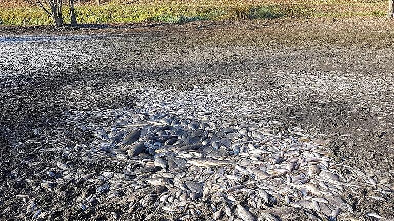Trauriger Anblick: Unzählige Fische sind im ausgetrockneten Teich bei der Eisenbahnbrücke Richtung Grünabfallplatz in Mellrichstadt verendet. Trauriger Anblick: Unzählige Fische sind im ausgetrockneten Teich bei der Eisenbahnbrücke Richtung Grünabfallplatz in Mellrichstadt verendet.