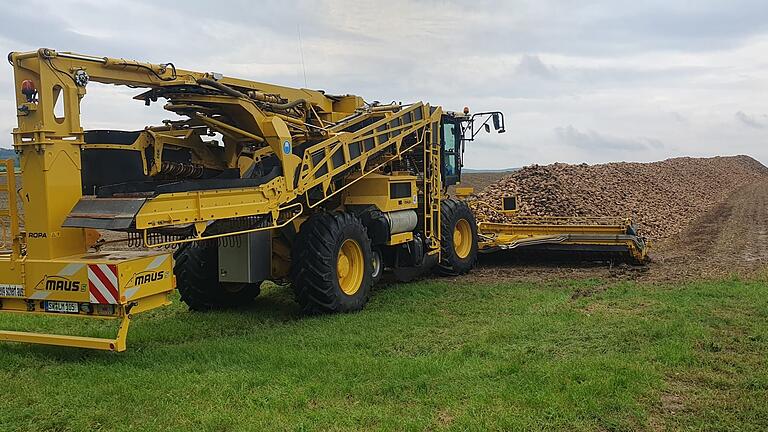 Die Ernte der Zuckerrüben in der Region läuft heuer zeitlich versetzt.  Nur wenige Flächen wurden bislang abgeerntet. Die meisten Landwirte müssen bis Mitte November auf den Abtransport der süßen Früchte warten.