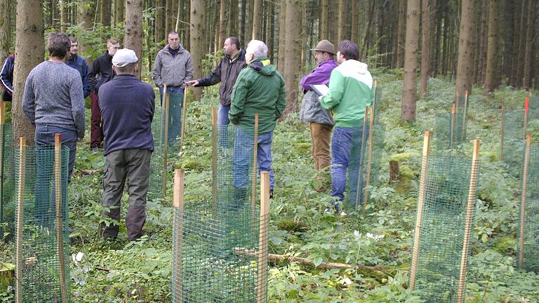 Ohne Einzelschutzmaßnahmen und Zäune kann kein Umbau des Waldes stattfinden.  Foto: Winfried Ehling       -  Ohne Einzelschutzmaßnahmen und Zäune kann kein Umbau des Waldes stattfinden.  Foto: Winfried Ehling