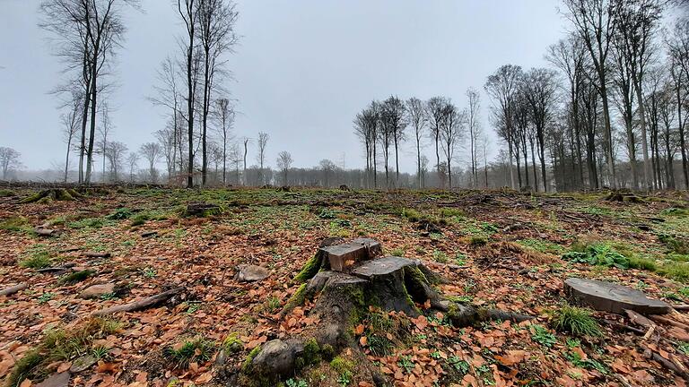 Großflächige Kahlschläge im Fürstlich Löwenstein'schen Park: Der Bund Naturschutz hat ein Gutachten veröffentlicht, in dem Verstöße gegen das Naturschutzgesetz im Hafenlohrtal (Lkr. Main-Spessart)&nbsp; angeprangert werden.