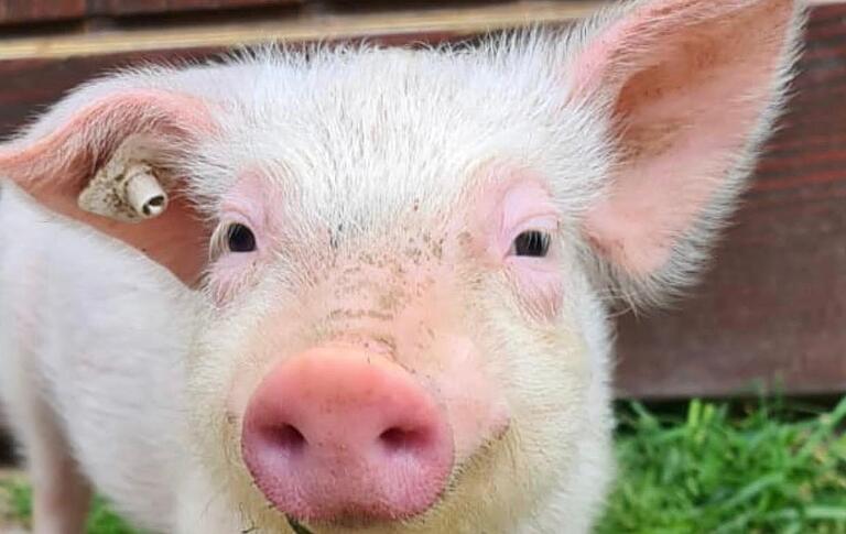 Vom Haus- bis zum Hängebauchschwein finden auf der SiHo-Ranch auch Wutzis ein Zuhause. Vom Haus- bis zum Hängebauchschwein finden auf der SiHo-Ranch auch Wutzis ein Zuhause.