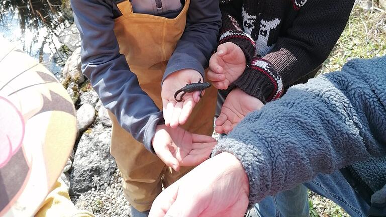 Bergmolche begeisterten die Kinder.