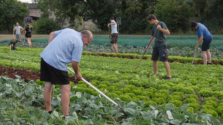 Die Gärtner und Burschenschaftler aus Etwashausen legen derzeit fleißig Hand an, um den Salatacker von Unkraut zu befreien.