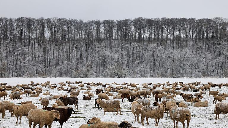 Wetter in Baden-Württemberg       -  Trend bei den Schafhaltern: mehr weibliche Schafe - aber etwas weniger Böcke. (Archivbild)