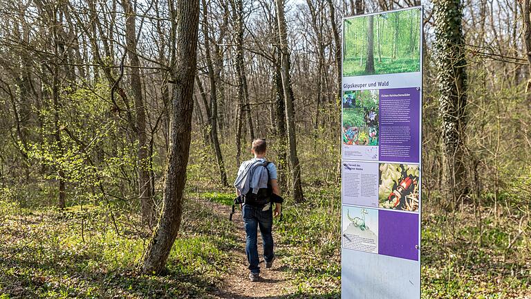 Rund sieben Kilometer führt der Gipsrundweg bei Sulzheim durch Wald und vorbei an imposantem Gipsgestein. Die Bärlauch-Flächen machen den Weg im Frühling besonders reizvoll.