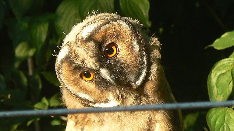 Seltener Besuch im Garten am Ortsrand von Repperndorf: Mit schief gelegtem Kopf beobachtet diese Waldohreule, was der Zweibeiner so treibt.