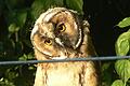 Seltener Besuch im Garten am Ortsrand von Repperndorf: Mit schief gelegtem Kopf beobachtet diese Waldohreule, was der Zweibeiner so treibt.