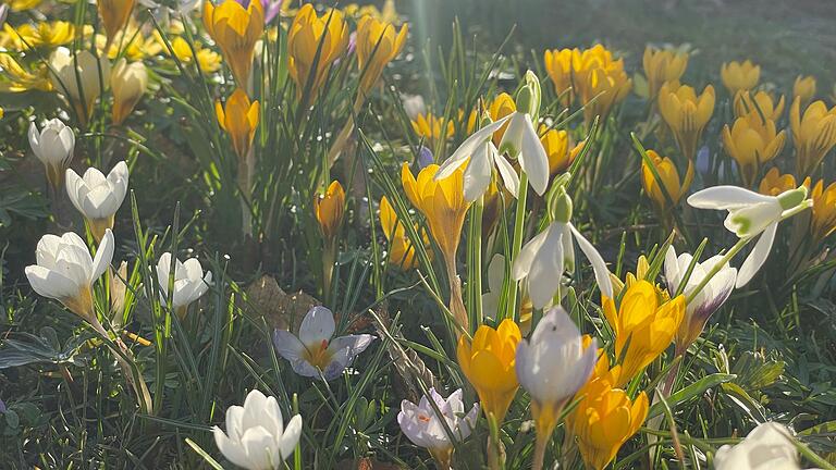 Krokusse und Schneeglöckchen finden sich zurzeit überall im Garten. Krokusse und Schneeglöckchen finden sich zurzeit überall im Garten.