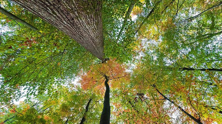 Klimaschutz: Söder will jährlich eine Million Bäume pflanzen       -  Der bayerische Staatswald – hier im Spessart – soll laut Ministerpräsident Markus Söder (CSU) künftig nicht mehr Gewinne erzielen, sondern vor allem dem Klimaschutz dienen.