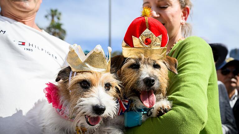 Britisches Königspaar in Australien - Sydney - Mit Krönchen warteten die Hunde Lucy und Larry auf den royalen Besuch. Britisches Königspaar in Australien - Sydney - Mit Krönchen warteten die Hunde Lucy und Larry auf den royalen Besuch.