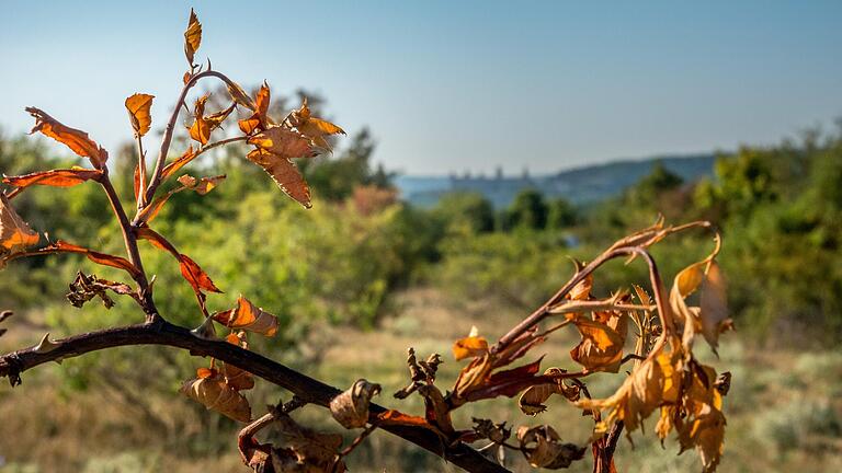 Hohe Temperaturen und kaum Regen haben in Unterfranken im Sommer 2022 sichtbare Spuren hinterlassen. Hier verdorrte Blätter an einem Ast am Schenkenturm in Würzburg.