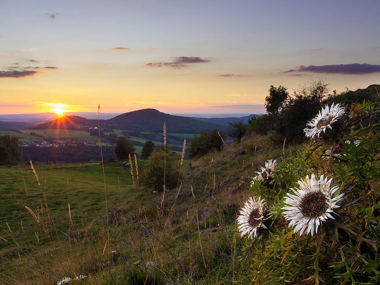 Markenzeichen der Rhön: die Silberdistel.