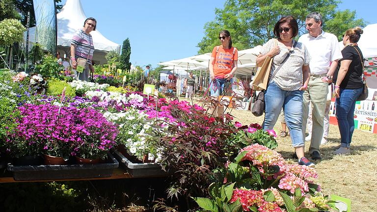 Bei herrlichem Wetter lockten die 'Gartenträume' vergangenes Jahr am Pfingstwochenende Tausende Besucherinnen und Besucher nach Traustadt (Lkr. Schweinfurt).