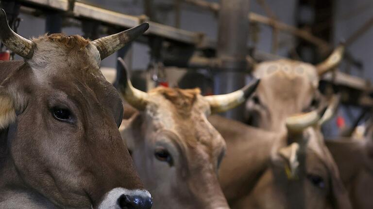 Prozess gegen zwei Landwirte       -  Wegen quälerischer Tiermisshandlung verurteilt das Amtsgericht Obernburg einen Landwirt. (Symbolbild)