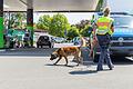 Mit Sprengstoff-Hund auf der Spurensuche: Die Polizei hat am Montag noch einmal die Tankstelle in Marktheidenfeld und die Umgebung großflächig abgesucht.&nbsp;