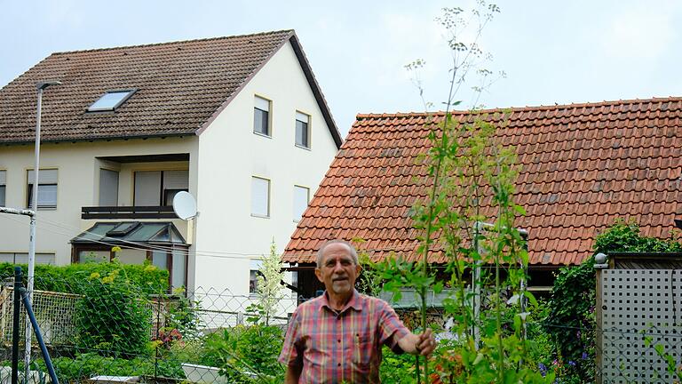 Egbert Kuhn aus Gollmuthhausen lässt seinen Liebstöckel in den Himmel wachsen, damit die Bienen etwas von den Blüten haben.