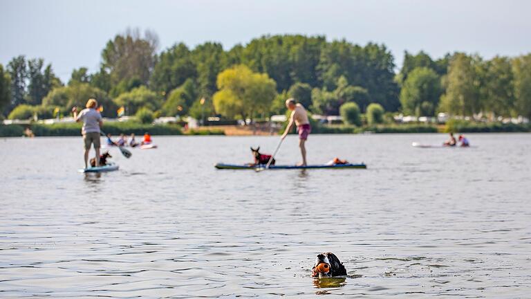 Nicht nur Menschen, sondern auch Hunde suchten am Samstag eine Abkühlung im Baggersee in Sand am Main (Lkr. Haßberge). Hier wurden am Samstag 31 gemessen, in Kitzingen sogar knapp 38 Grad. Nicht nur Menschen, sondern auch Hunde suchten am Samstag eine Abkühlung im Baggersee in Sand am Main (Lkr. Haßberge). Hier wurden am Samstag 31 gemessen, in Kitzingen sogar knapp 38 Grad.