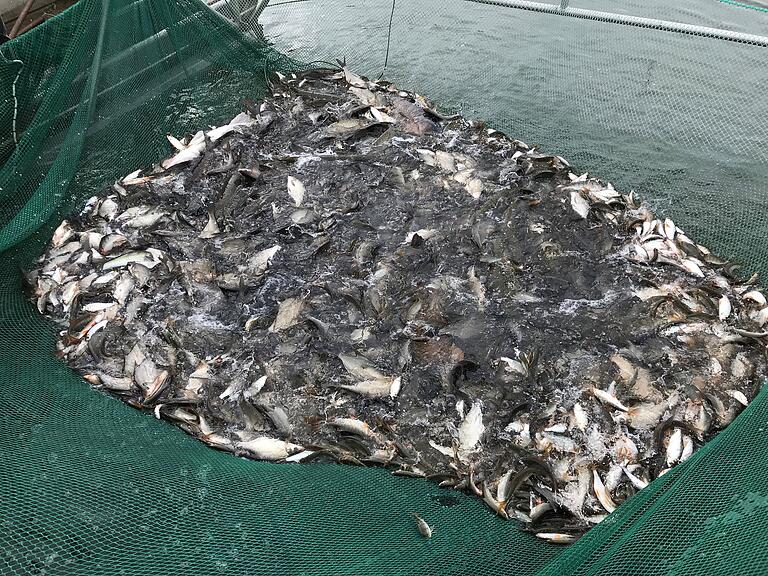 Der Fang nach einem Durchzug: Hier waren 500 Kilo Fisch im Netz. Der Fang nach einem Durchzug: Hier waren 500 Kilo Fisch im Netz.