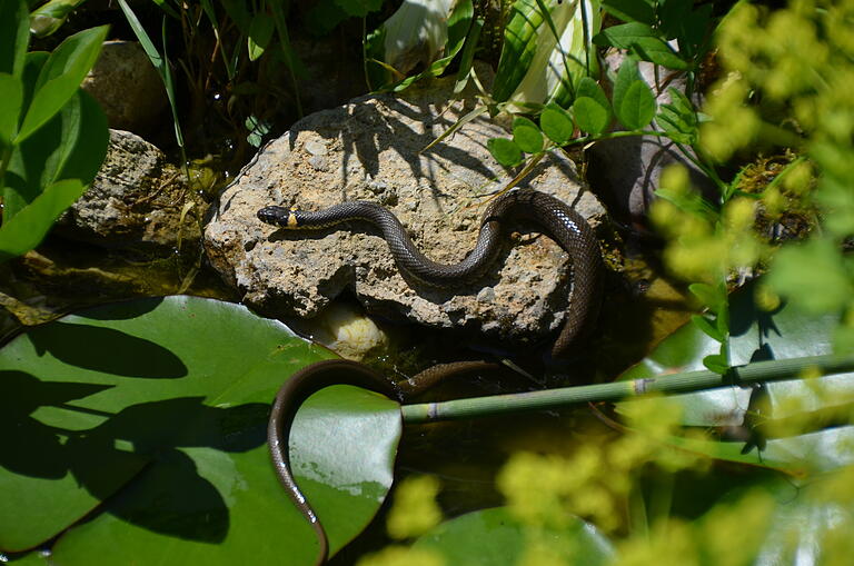Diese Ringelnatter fühlt sich wohl in einem Gartenteich in Homburg. Insgesamt leben vier dieser Schlangen dort. Diese Ringelnatter fühlt sich wohl in einem Gartenteich in Homburg. Insgesamt leben vier dieser Schlangen dort.