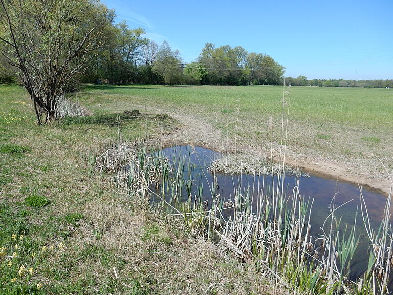 Niedrigwasser im Auwald und auf der Pfeifengraswiese.