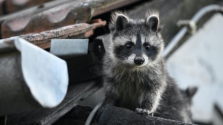 Ein junger Waschbär macht sich an einem Dach zu schaffen: Die Tiere sehen zwar niedlich aus, können aber viel Schaden anrichten. Zwei Jäger aus Main-Spessart halten deshalb eine Abschussprämie für sinnvoll, damit Jäger nicht auf ihren Kosten sitzen bleiben.