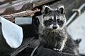 Ein junger Waschbär macht sich an einem Dach zu schaffen: Die Tiere sehen zwar niedlich aus, können aber viel Schaden anrichten. Zwei Jäger aus Main-Spessart halten deshalb eine Abschussprämie für sinnvoll, damit Jäger nicht auf ihren Kosten sitzen bleiben.