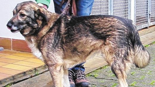 Gemütliche Begleiterin       -  (tbe)   Raja hat ein ruhiges Gemüt, das sich in ihrem verschmusten und anhänglichen Auftreten äußert. Mit einer großen, lärmenden Familie kann die sechsjährige Mischlingshündin deshalb nicht so viel anfangen, in einer ruhigen Umgebung fühlt sie sich wohler. Bei aller Gemütlichkeit dürfen aber auch Spaziergänge in Rajas Alltag nicht fehlen. Die 54 Zentimeter große und 15 Kilo schwere Hündin ist kastriert, stubenrein und autofest. Mit ihren Artgenossen versteht sie sich bestens. Weitere Informationen gibt es  beim Tierheim Kitzingen unter    (09321) 50 63 oder im Internet unter www.tierheim-kitzingen.de.
