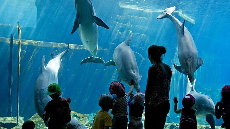 Delfinarium       -  Im Delfinarium in Nürnberg können Delfine durch eine Scheibe beobachtet werden.