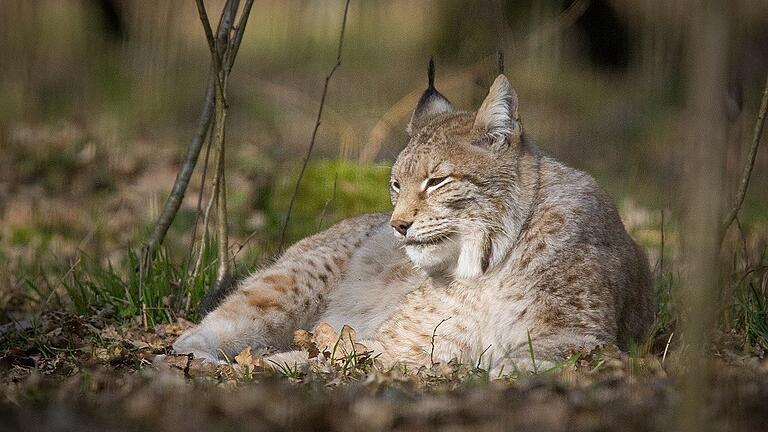 Ein Luchs, wie hier im Wildpark in Schweinfurt, könnt auch Attraktion im Wildpark Gersfeld sein. Entsprechende Überlegungen stellt man derzeit in der Rhönstadt an. Ein Luchs, wie hier im Wildpark in Schweinfurt, könnt auch Attraktion im Wildpark Gersfeld sein. Entsprechende Überlegungen stellt man derzeit in der Rhönstadt an.