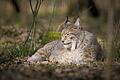 Ein Luchs, wie hier im Wildpark in Schweinfurt, könnt auch Attraktion im Wildpark Gersfeld sein. Entsprechende Überlegungen stellt man derzeit in der Rhönstadt an.