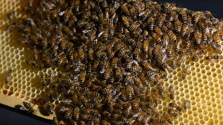 Ein Bienenvolk (Symbolfoto) stahlen Diebe bei Pfaffendorf. Ein Bienenvolk (Symbolfoto) stahlen Diebe bei Pfaffendorf. 
