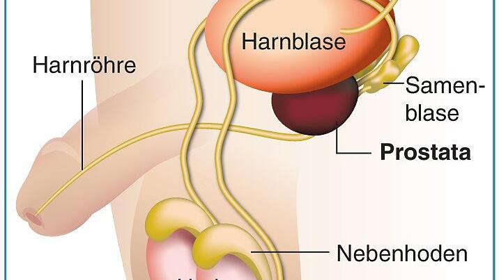 Die Prostata liegt unterhalb der Harnblase.&nbsp;