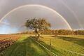 Farbenspektrum am Himmel       -  Warum hat der Regenbogen sieben Farben? Die Antwort gibt Isaac Newton. Er hat im 17. Jahrhundert entdeckt, dass ein sichtbares Spektrum farbiges Licht entsteht, wenn man mithilfe eines Prismas (oder Regentropfens) das weiße Licht bricht. Am Himmel über Schraudenbach war dieses Farbspektrum zu sehen: Rot, Orange, Gelb, Grün, Blau, Indigo und Violett &ndash; der Regenbogen.