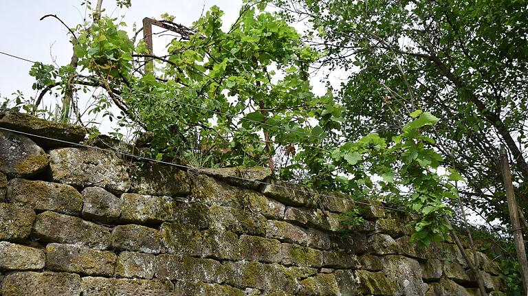 Oberhalb der alten Weinbergsmauer tauchte ein alter Weinstock auf, der die Rodung des Mühlen-Weinbergs 1926 überlebt haben und damit an die 100 Jahre alt sein könnte.