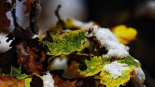 Erster Schnee des Winters 2012/13: im Wald bei Goßmannsdorf