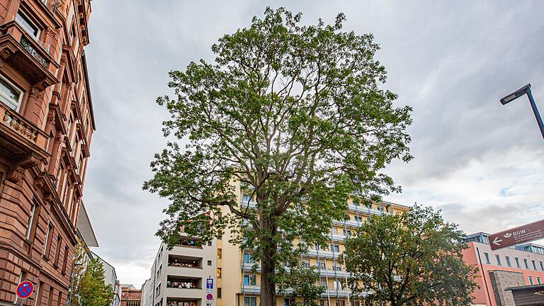 Der eindrucksvolle Götterbaum vor dem Seniorenstift in der Klinikstraße in Würzburg