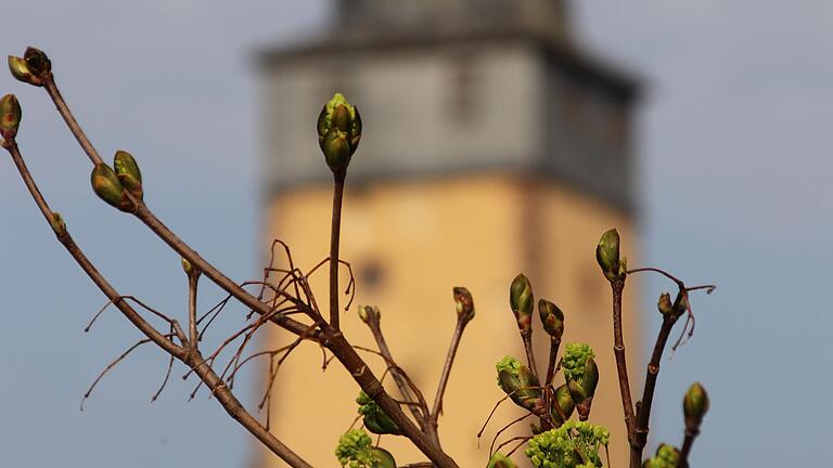 Nicht alle  Bäume schlagen erst im Mai aus: Frühlingsanfang am Bayersturm in Lohr