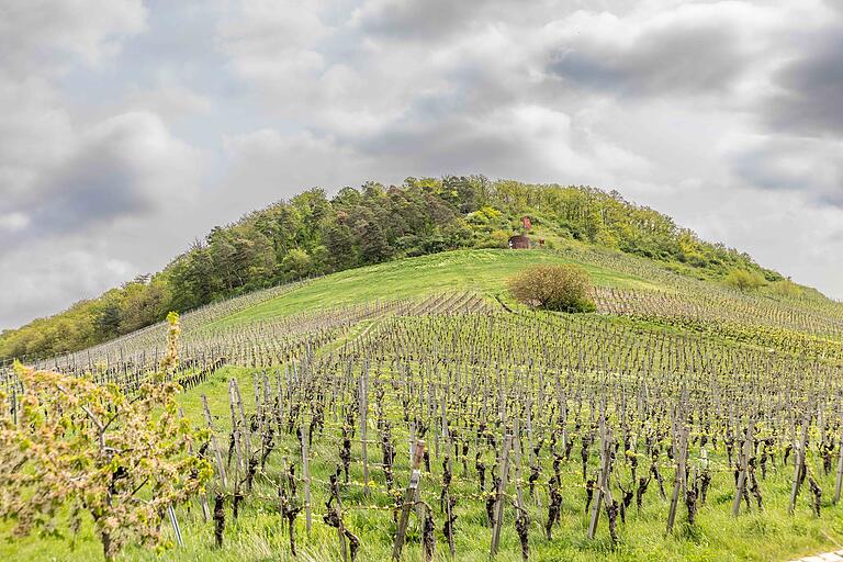 Bei einem Spaziergang durch die Weinberge rund um den Schwanberg erlebt man die große Vielfalt des Weins. Bei einem Spaziergang durch die Weinberge rund um den Schwanberg erlebt man die große Vielfalt des Weins.
