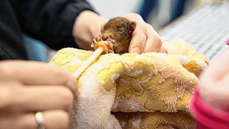In der Eichhörnchen-Aufzuchtstation des Tierheims Würzburg kümmert sich Anja Schneider um Eichhörnchen-Findelkinder. In der Eichhörnchen-Aufzuchtstation des Tierheims Würzburg kümmert sich Anja Schneider um Eichhörnchen-Findelkinder.
