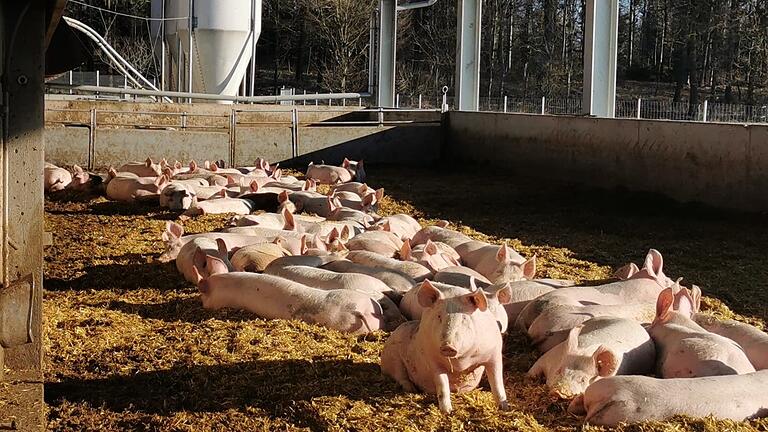 Ein Bio-Schweinehof: Die Bio-Musterregion Main-Tauber-Kreis informiert über die Möglichkeiten der Bio-Schweinehaltung.