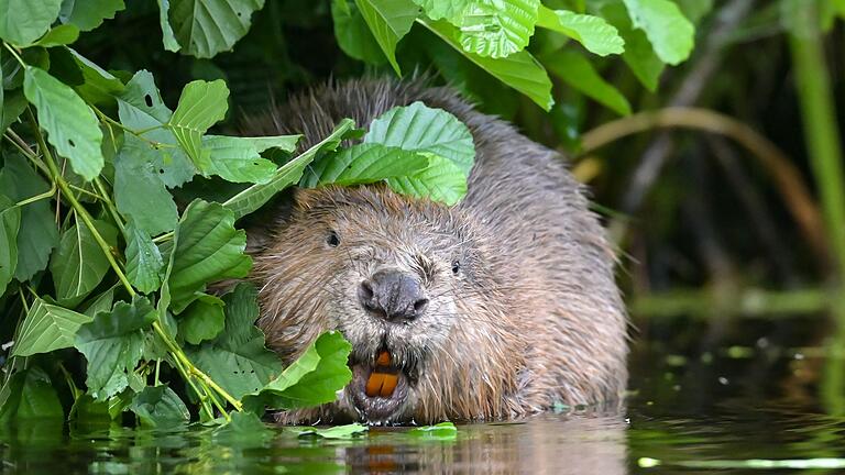 Biber       -  Ärger um Abschuss von Bibern im Allgäu: Bund Naturschutz klagt. (Symbolbild)