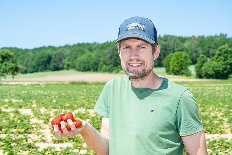 Auch bei Schmitt's Obstgarten in Reichenbach sind die Erdbeeren reif. Clemens Schmitt hält ein paar saftige Exemplare in der Hand.