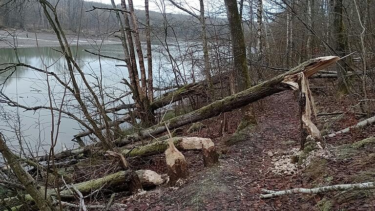 Viele Arbeiten am Ellertshäuser See sind liegen geblieben. Eifrig war hingegen der Biber, der insbesondere am Naturbiotop seine Freude hat.