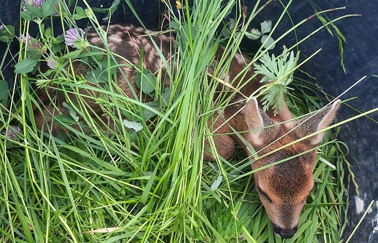 Im Gras versteckt sich ein Rehkitz.