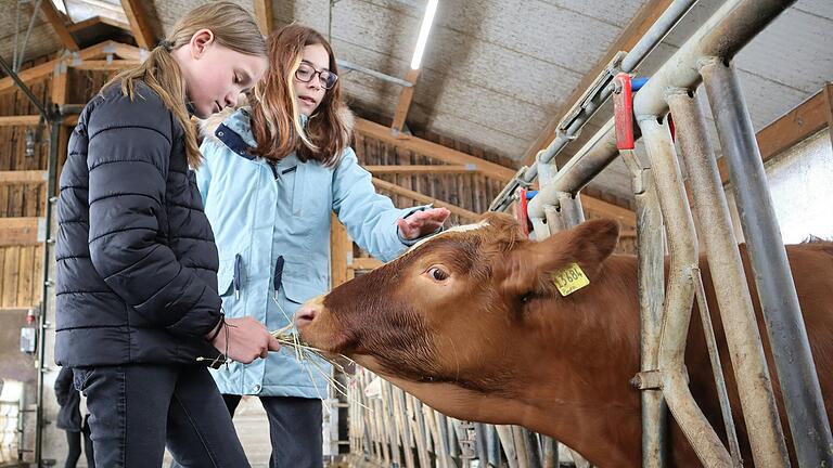 Der Wissensdurst der Fünftklässler aus Gerolzhofen beim Besuch des Rosenhofs war groß. Natürlich durften auch kleine Kälbchen gestreichelt und Milchkühe gefüttert werden.