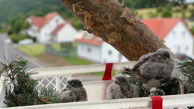 Die Falkenjungen im neuen Nest. Dachdeckermeister Tiemo Nöth rettete fünf Vögel in Hohn. Foto: Tiemo Nöth       -  Die Falkenjungen im neuen Nest. Dachdeckermeister Tiemo Nöth rettete fünf Vögel in Hohn. Foto: Tiemo Nöth