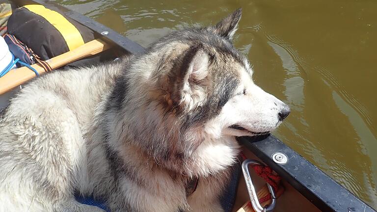 Mara, der Alaskan Malamute eines Ehepaars aus Österreich, starb im Juli 2022 bei Knetzgau.